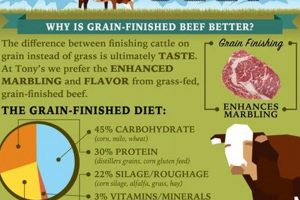 Is Grass Fed Grain Finished Beef Better? A Palatable Guide Best Final Touch: Elevate Your Projects with Professional Finishing Is Grass Fed Grain Finished Beef Better? A Palatable Guide | Best Final Touch: Elevate Your Projects with Professional Finishing