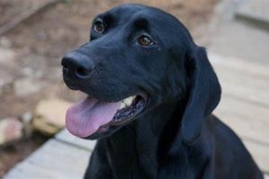 Buy a Trained Labrador For Sale: Finished & Ready! Best Final Touch: Elevate Your Projects with Professional Finishing Buy a Trained Labrador For Sale: Finished & Ready! | Best Final Touch: Elevate Your Projects with Professional Finishing