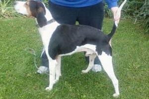 Buy a Top-Tier Finished Coon Dog For Sale Today! Best Final Touch: Elevate Your Projects with Professional Finishing Buy a Top-Tier Finished Coon Dog For Sale Today! | Best Final Touch: Elevate Your Projects with Professional Finishing