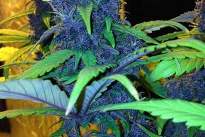 Best Fastest Autoflower Strains 2024 (60 Day Finish) - Guide! Best Final Touch: Elevate Your Projects with Professional Finishing Best Fastest Autoflower Strains 2024 (60 Day Finish) - Guide! | Best Final Touch: Elevate Your Projects with Professional Finishing