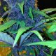 Best Fastest Autoflower Strains 2024 (60 Day Finish) - Guide! | Best Final Touch: Elevate Your Projects with Professional Finishing