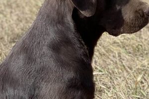 Trained Labrador Retrievers For Sale: Your Finished Best Friend Best Final Touch: Elevate Your Projects with Professional Finishing Trained Labrador Retrievers For Sale: Your Finished Best Friend | Best Final Touch: Elevate Your Projects with Professional Finishing