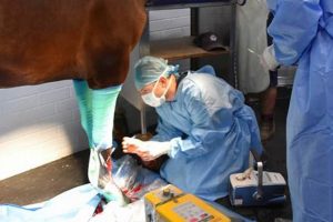 Equine Surgery: Reaching the Finish Line Faster Best Final Touch: Elevate Your Projects with Professional Finishing Equine Surgery: Reaching the Finish Line Faster | Best Final Touch: Elevate Your Projects with Professional Finishing