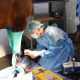 Equine Surgery: Reaching the Finish Line Faster | Best Final Touch: Elevate Your Projects with Professional Finishing