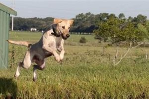 Buy Trained Finished Duck Dogs For Sale - Top Quality Best Final Touch: Elevate Your Projects with Professional Finishing Buy Trained Finished Duck Dogs For Sale - Top Quality | Best Final Touch: Elevate Your Projects with Professional Finishing