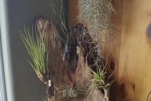 Refined Driftwood Art: Finishing Natural Beauty Best Final Touch: Elevate Your Projects with Professional Finishing Refined Driftwood Art: Finishing Natural Beauty | Best Final Touch: Elevate Your Projects with Professional Finishing