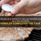 Perfect Grilled Chicken: Tips for Food Handlers! | Best Final Touch: Elevate Your Projects with Professional Finishing