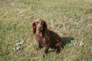 Ready Gun Dogs For Sale: Trained Hunters Now! Best Final Touch: Elevate Your Projects with Professional Finishing Ready Gun Dogs For Sale: Trained Hunters Now! | Best Final Touch: Elevate Your Projects with Professional Finishing