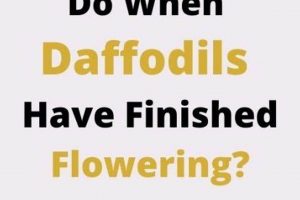 Daffodil Done Blooming? What to Do After They Finish Flowering! Best Final Touch: Elevate Your Projects with Professional Finishing Daffodil Done Blooming? What to Do After They Finish Flowering! | Best Final Touch: Elevate Your Projects with Professional Finishing