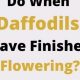 Daffodil Done Blooming? What to Do After They Finish Flowering! | Best Final Touch: Elevate Your Projects with Professional Finishing