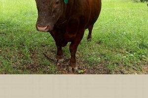 Grass Fed vs Grain Finished: Which Beef is Better? Best Final Touch: Elevate Your Projects with Professional Finishing Grass Fed vs Grain Finished: Which Beef is Better? | Best Final Touch: Elevate Your Projects with Professional Finishing