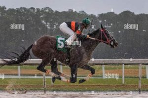 Tampa Finish Line: Race's End in Sunny Florida | Best Final Touch: Elevate Your Projects with Professional Finishing