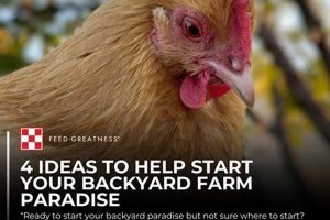 Danis Finish Line Feed: Fueling Champions at the Finish Line | Best Final Touch: Elevate Your Projects with Professional Finishing