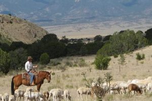 Best Grass Fed Grass Finished Meat: Taste & Health! Best Final Touch: Elevate Your Projects with Professional Finishing Best Grass Fed Grass Finished Meat: Taste & Health! | Best Final Touch: Elevate Your Projects with Professional Finishing