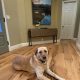 Best Dog Proof Hardwood Floor Finish: Guide & Reviews | Best Final Touch: Elevate Your Projects with Professional Finishing