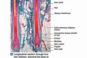 Achieve Glass Hair: What Type Has a Hard, Glassy Finish? | Best Final Touch: Elevate Your Projects with Professional Finishing