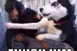 Meme Finish Him!: The Hilarious & Deadly Finish! | Best Final Touch: Elevate Your Projects with Professional Finishing