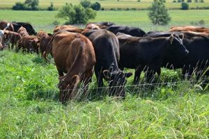 Ultimate Guide: Finishing Beef on Grass for Quality Meat | Best Final Touch: Elevate Your Projects with Professional Finishing