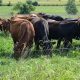 Ultimate Guide: Finishing Beef on Grass for Quality Meat | Best Final Touch: Elevate Your Projects with Professional Finishing