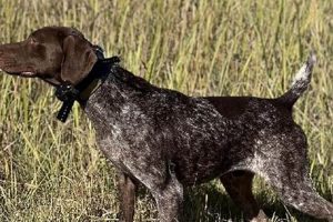 Find Your Ideal Trained GSP | Finished German Shorthairs For Sale | Top Quality Best Final Touch: Elevate Your Projects with Professional Finishing Find Your Ideal Trained GSP | Finished German Shorthairs For Sale | Top Quality | Best Final Touch: Elevate Your Projects with Professional Finishing