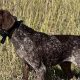Find Your Ideal Trained GSP | Finished German Shorthairs For Sale | Top Quality | Best Final Touch: Elevate Your Projects with Professional Finishing