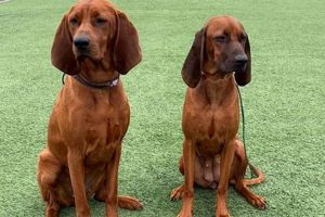 Find Elite Finished Coonhounds for Sale | Ready to Hunt | Best Final Touch: Elevate Your Projects with Professional Finishing