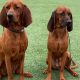 Find Elite Finished Coonhounds for Sale | Ready to Hunt | Best Final Touch: Elevate Your Projects with Professional Finishing