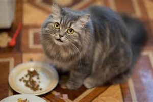 Help! Why My Cat Not Finishing Food? Guide &amp; Tips | Best Final Touch: Elevate Your Projects with Professional Finishing