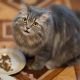 Help! Why My Cat Not Finishing Food? Guide &amp; Tips | Best Final Touch: Elevate Your Projects with Professional Finishing