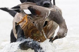 Buy Finished Labs For Sale Today - [Your City] Ready! | Best Final Touch: Elevate Your Projects with Professional Finishing