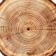 Rustic Charms: Finished Wood Slice Decor & More | Best Final Touch: Elevate Your Projects with Professional Finishing