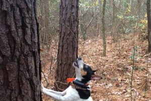 Buy a Top Trained Finished Squirrel Dog For Sale! | Best Final Touch: Elevate Your Projects with Professional Finishing
