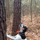 Buy a Top Trained Finished Squirrel Dog For Sale! | Best Final Touch: Elevate Your Projects with Professional Finishing