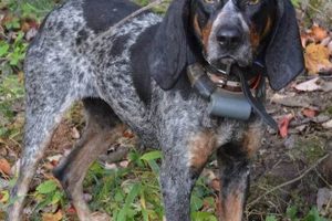 Buy Trained! Finished Hunting Dogs for Sale Now! | Best Final Touch: Elevate Your Projects with Professional Finishing