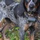 Buy Trained! Finished Hunting Dogs for Sale Now! | Best Final Touch: Elevate Your Projects with Professional Finishing